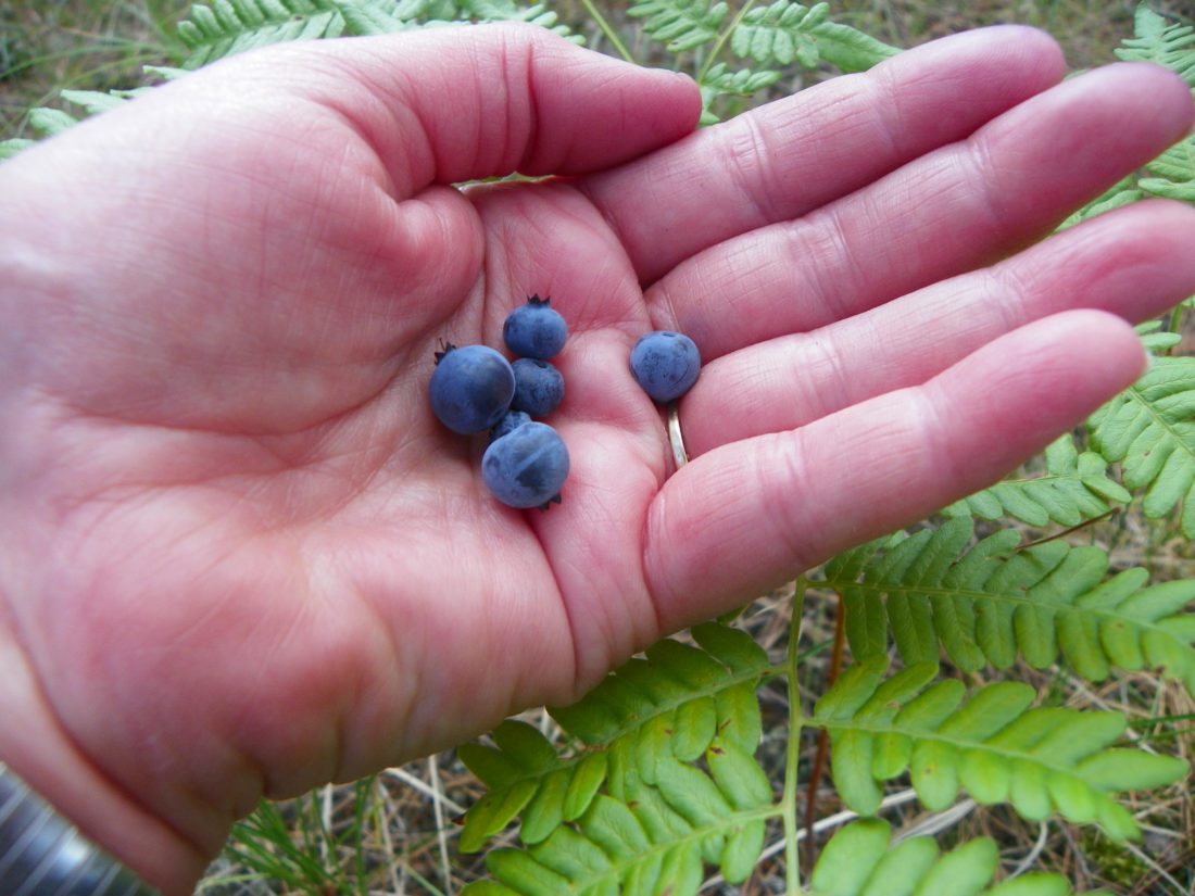 Picking blueberries in Delta County News, Sports, Jobs Daily Press